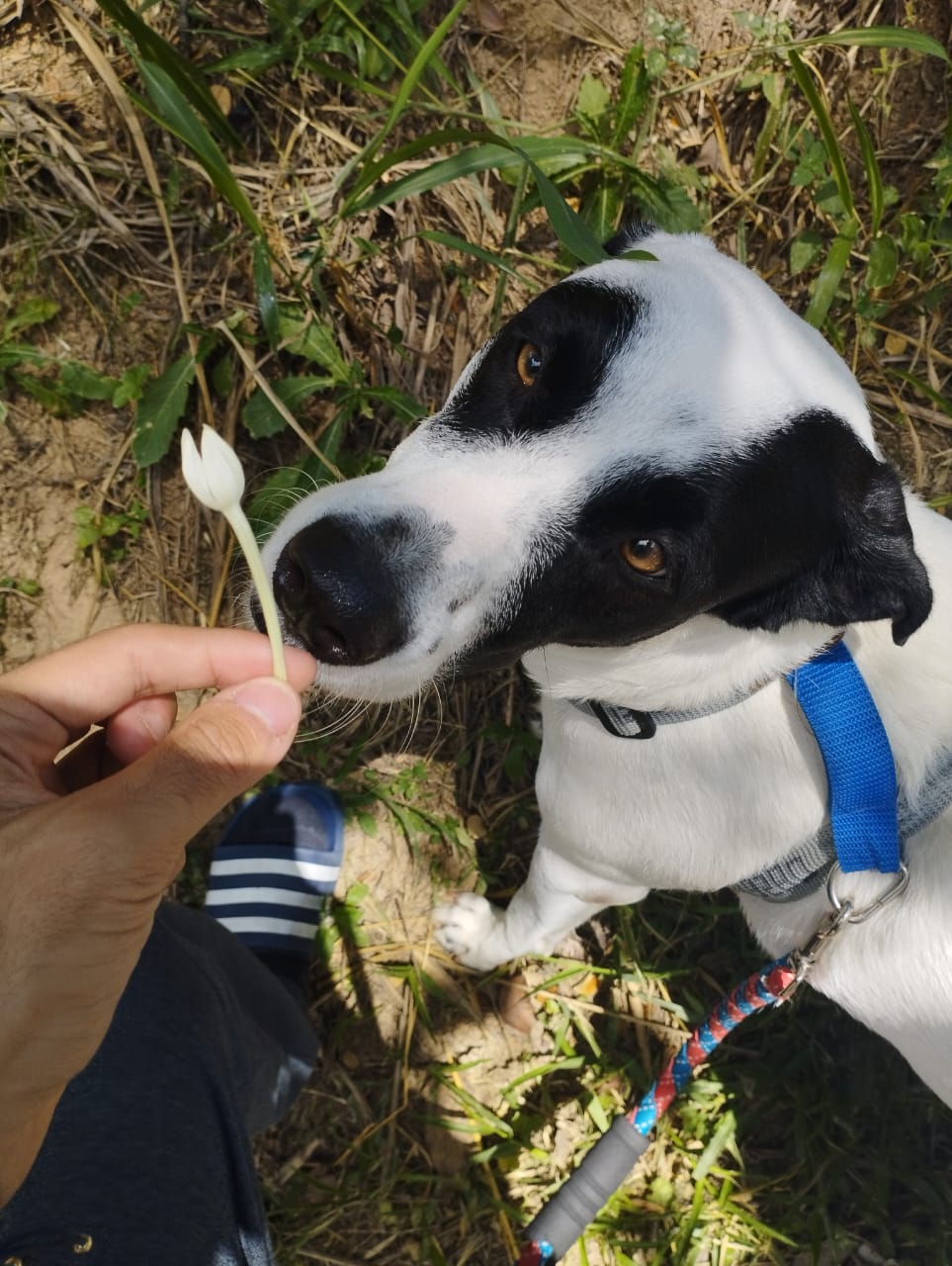 Skipper Photo 4